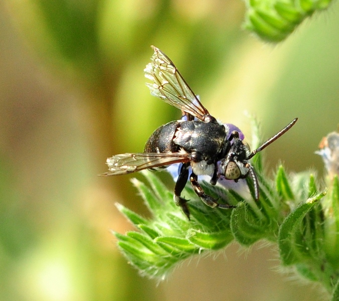 Apidae Megachilinae? No, Thyreus sp. (Apidae Anthophorinae)